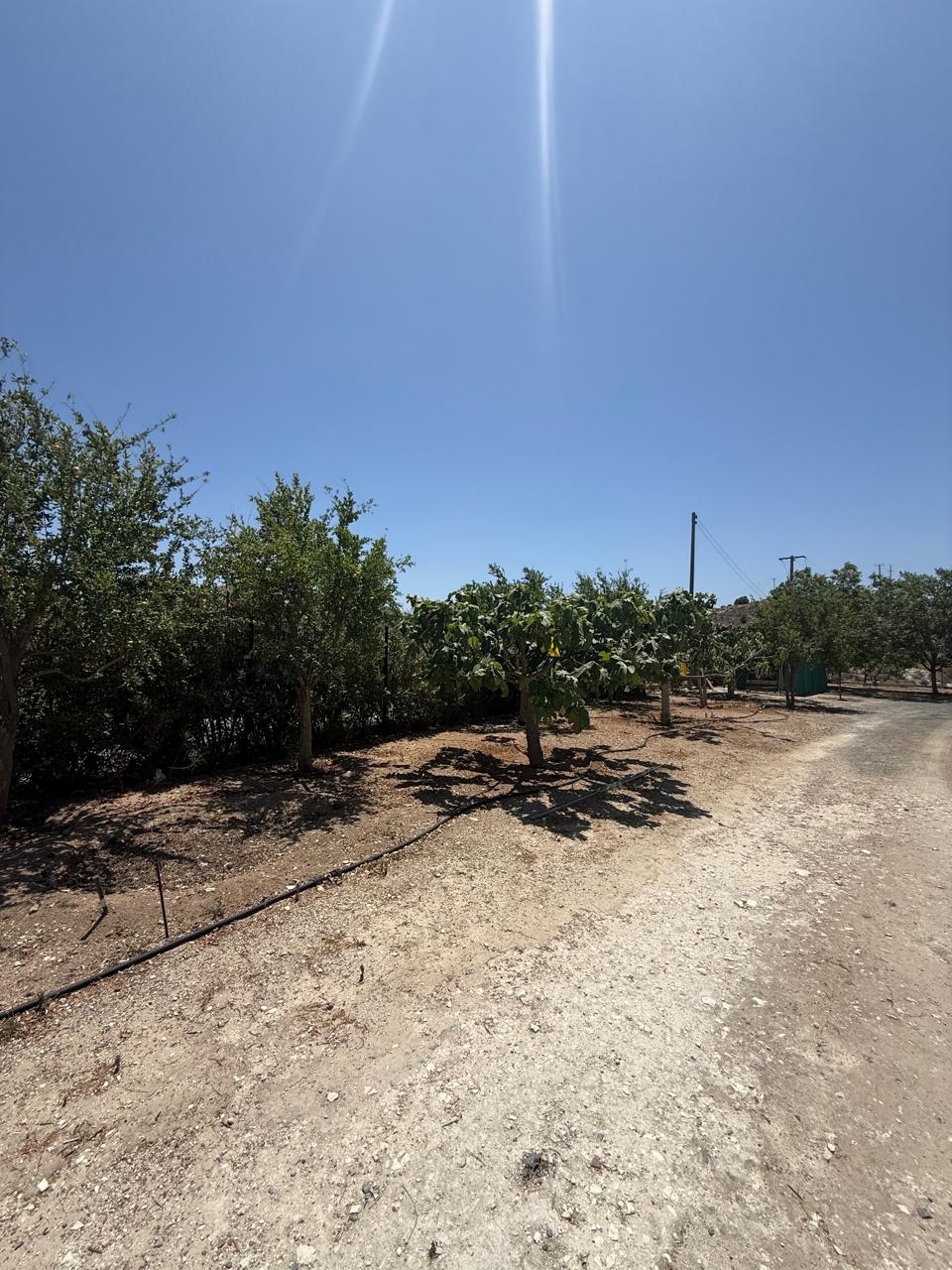 ORCHARD FOR SALE IN AGIA ANNA