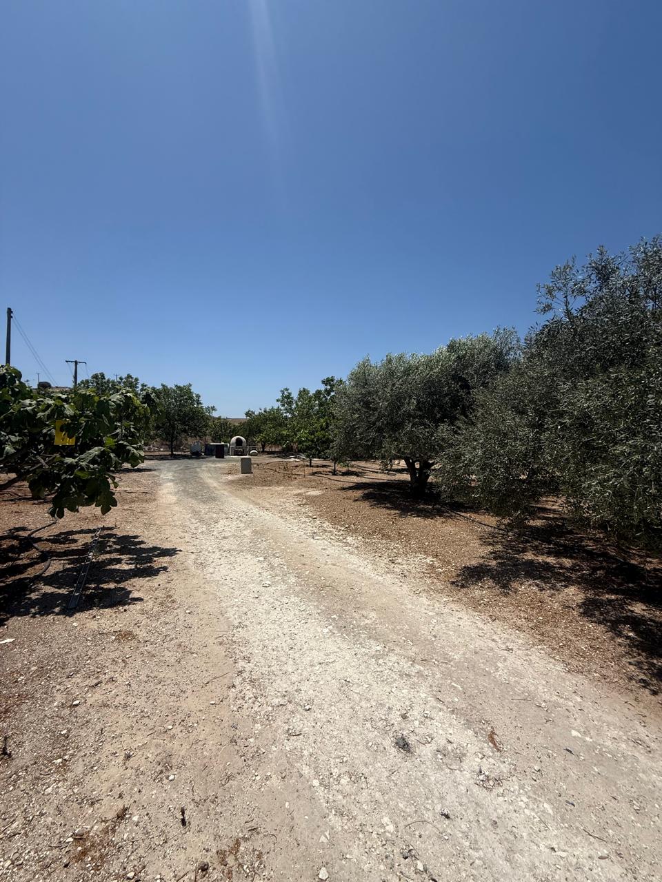 ORCHARD FOR SALE IN AGIA ANNA