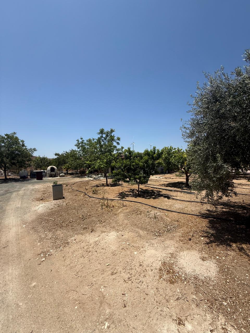 ORCHARD FOR SALE IN AGIA ANNA