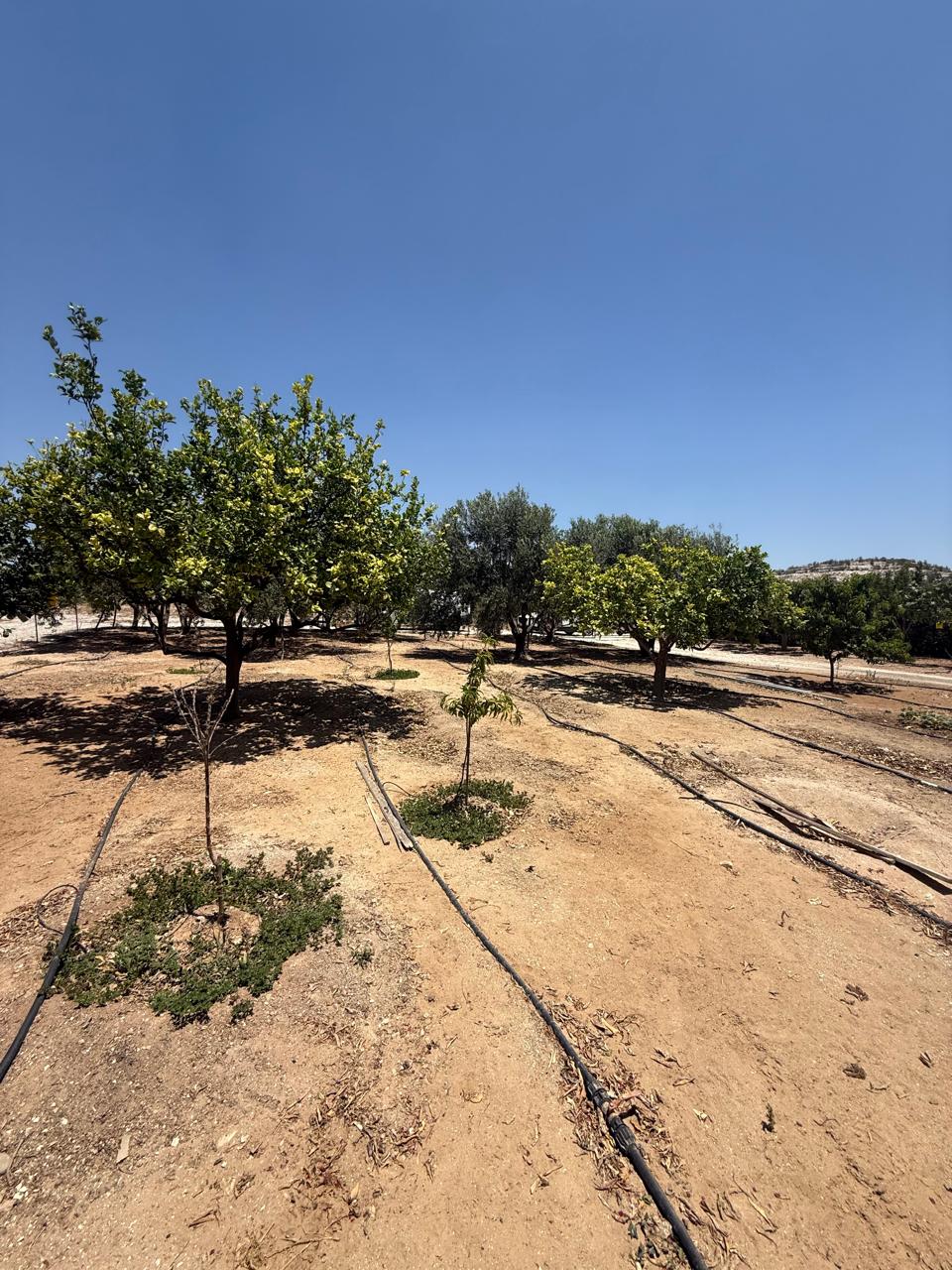 ORCHARD FOR SALE IN AGIA ANNA