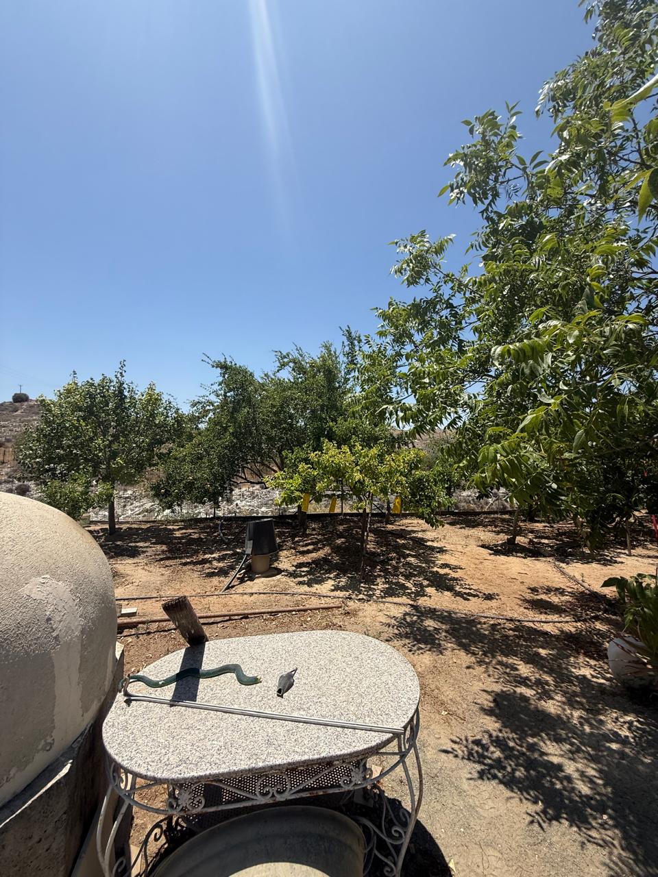 ORCHARD FOR SALE IN AGIA ANNA