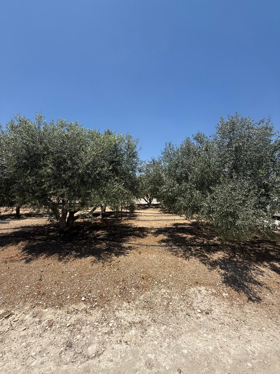 ORCHARD FOR SALE IN AGIA ANNA