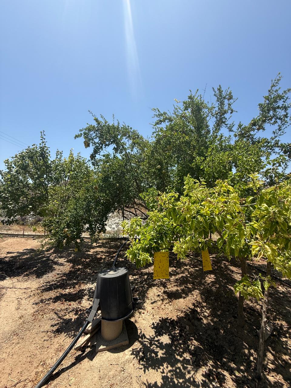ORCHARD FOR SALE IN AGIA ANNA