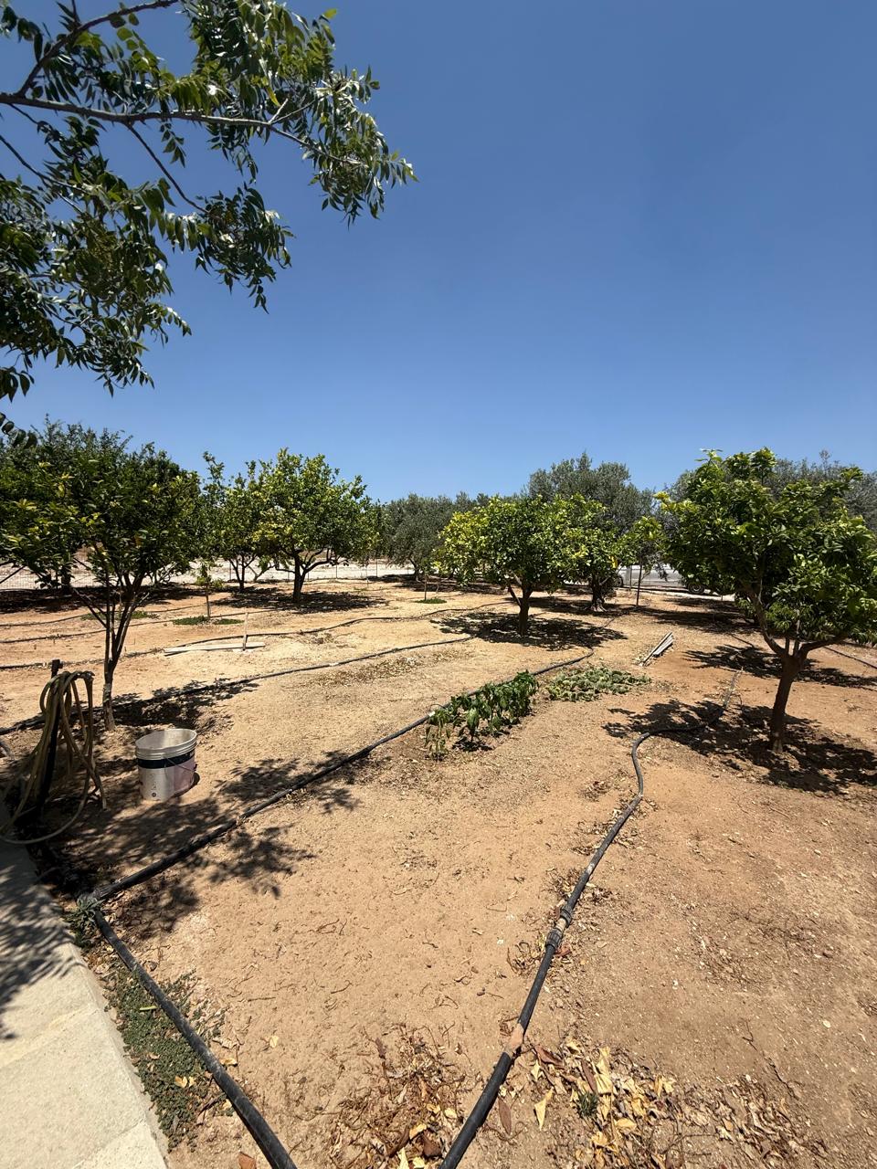 ORCHARD FOR SALE IN AGIA ANNA