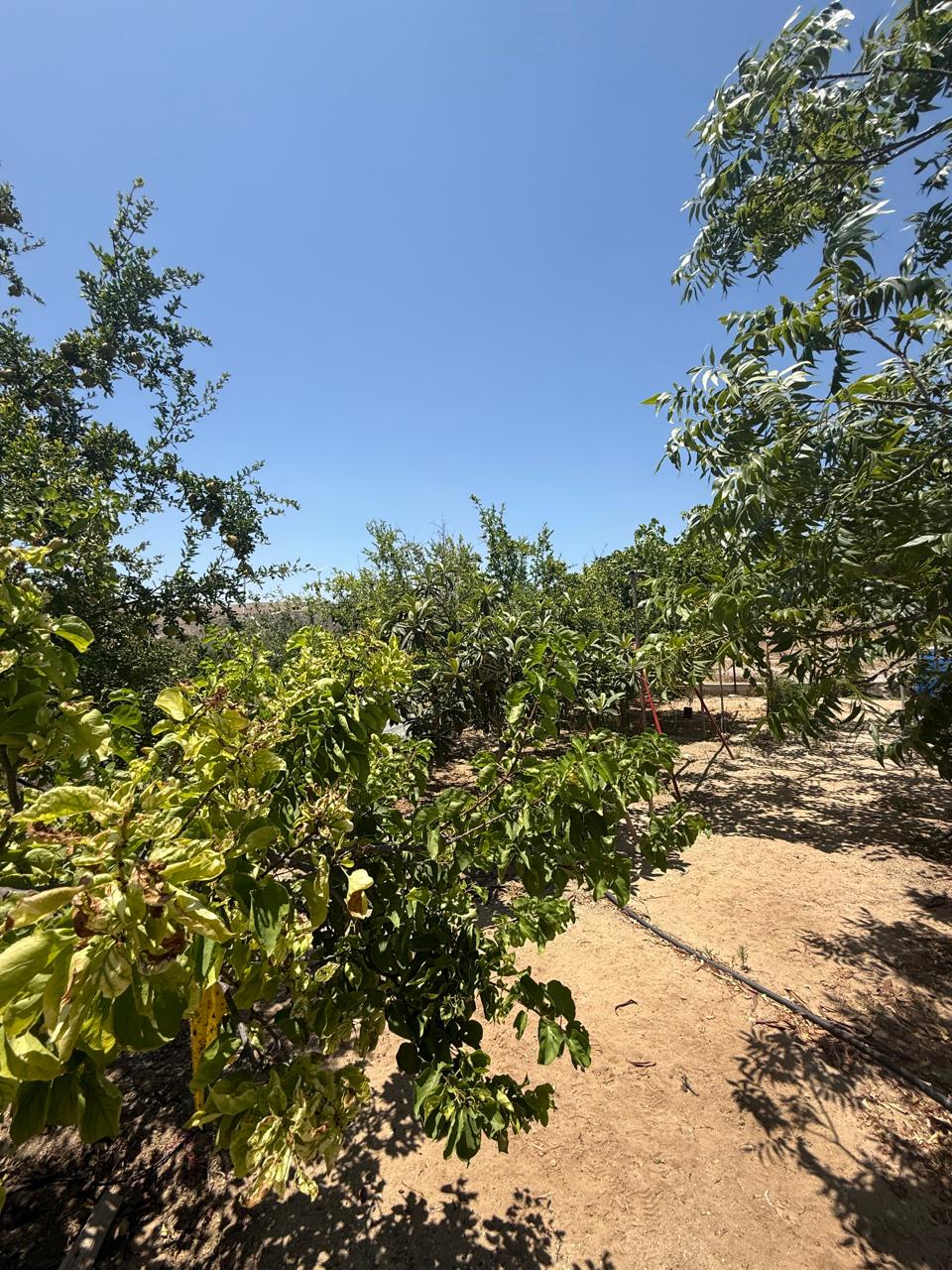 ORCHARD FOR SALE IN AGIA ANNA