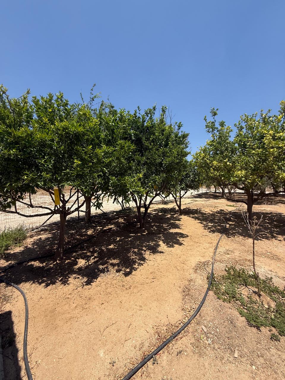 ORCHARD FOR SALE IN AGIA ANNA